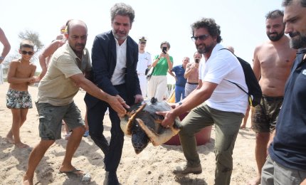 Liberate a Frigole due Caretta caretta