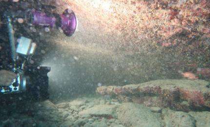 Il Mar Mediterraneo invaso dai pesci "stranieri"