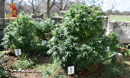 La Polizia di Galatina scopre una coltivazione di marijuana a Cutrofiano. Denunciato il proprietario del terreno