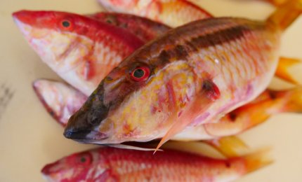 Dall'Atlantico i nuovi pesci 'alieni' del Mediterraneo?