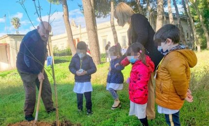 Un albero, segno di speranza 
