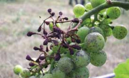"Faremo rinascere in Sicilia il vino degli antichi romani"