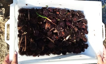 Raccoglie 300 ricci e si becca una multa di 1000 euro