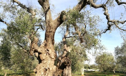 In Puglia sono quasi 350000 gli ulivi plurisecolari 