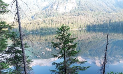 L'aria delle foreste aiuta a combattere l'ansia