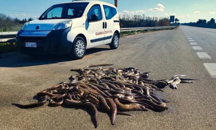 Pescano decine di murene e poi le buttano su una piazzola di sosta