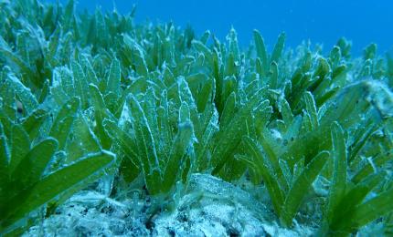 Lungo le coste del Salento un'alga aliena