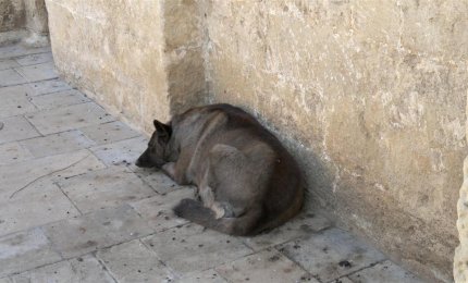 Con soli 30 euro si potrà sterilizzare il proprio cane 