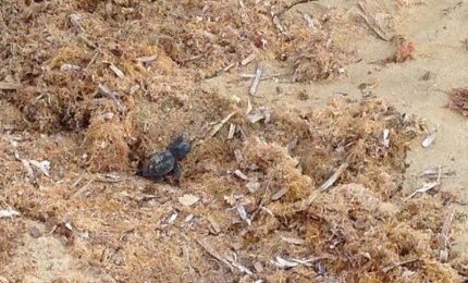 La 'carica' delle Caretta caretta