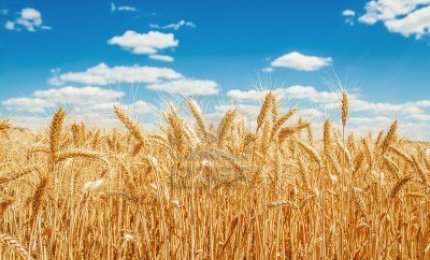 "Blocchiamo il megaparco e torniamo all'agricoltura"