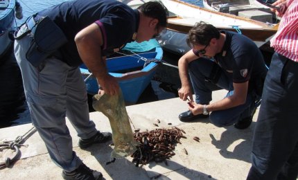 Denunciato sub sorpreso con 5,5 kg di datteri di mare. Distrutti i molluschi