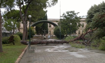 La statua di San Francesco finirà come il pino?