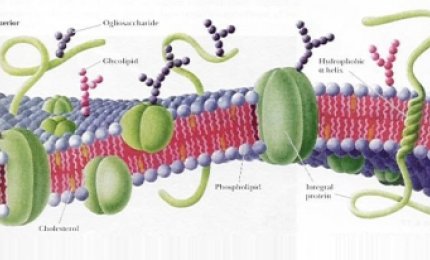 Scoperto il 'motore' delle cellule staminali