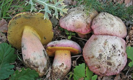 "Non consumare funghi crudi di nessuna specie!"