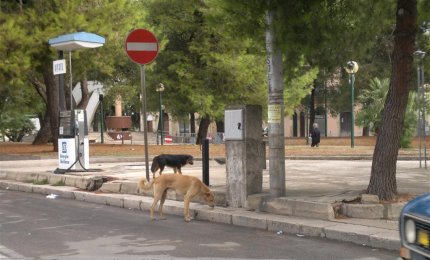 Deiezioni dei cani in città, un'ordinanza mai applicata