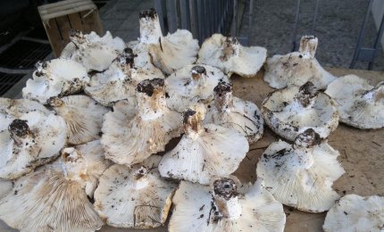 I funghi in vendita sulle strade di Galatina sono 'sicuri' 