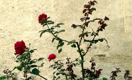Un profumo di rose