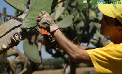 Il 'Sikalindi' vero 'legno' di fico d'India all'Oscargreen