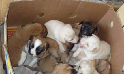 "Con soli 30 euro sterilizzate il vostro cane! Un appello del vicesindaco di Galatina
