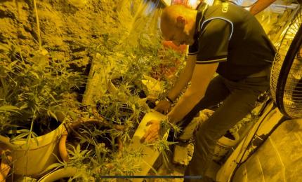 Coltivazione marijuana