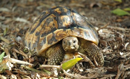 A Calimera il presepe vivente degli animali selvatici
