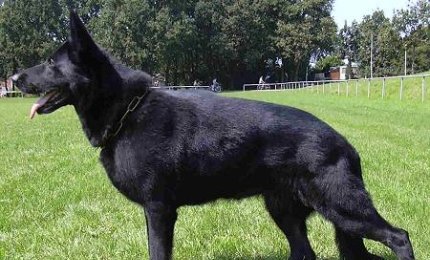 Il cane-lupo nero ha ritrovato il suo padrone