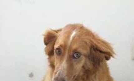 Dolly piange Rosa uccisa da un pirata della strada ai 'Piani'