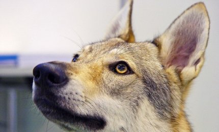 Sterilizzazione dei cani padronali, riaperti i termini