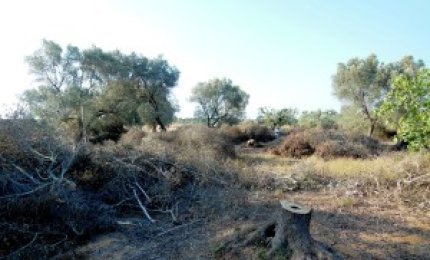 Si fingevano giardinieri e tagliavano ulivi secolari, arrestati