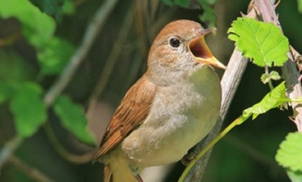L'uccello in gabbia o canta per amore o canta per rabbia