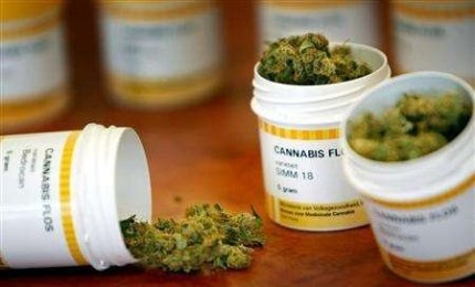 Anche in Puglia sarà possibile usare la cannabis a fini terapeutici