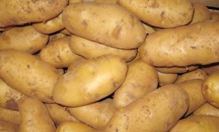 La patata di Galatina verso la DOP europea. Pubblicato il decreto sulla Gazzetta Ufficiale
