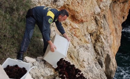 Rischia 12000 euro di multa per aver raccolto 700 ricci di mare