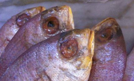 Pesce marcio, denunciato il titolare di una pescheria