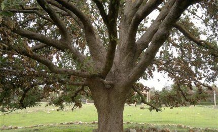 Quella tangenziale non s'ha da fare! Una raccolta di monetine per pagare la penale