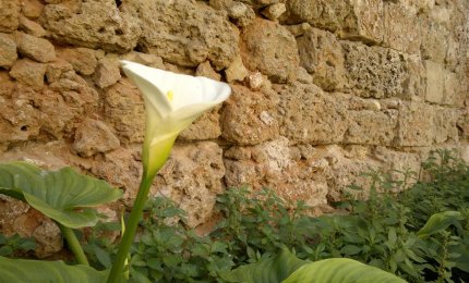 La Pro-Loco di Galatina indice un concorso di poesia