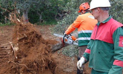 La 'xylella fastidiosa' fa 'vittime' anche a Galatina