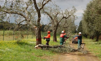 "Contro la mattanza degli ulivi salentini"