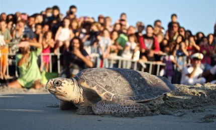 Reinserite in mare, a San Foca, otto tartarughe Caretta Caretta