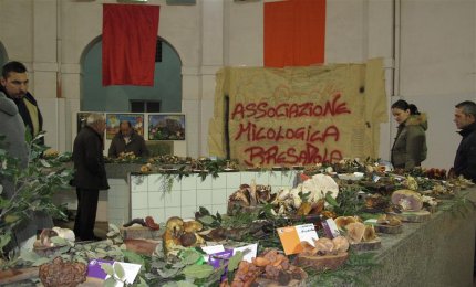 Grande interesse per i funghi in mostra nell'ex-mercato coperto