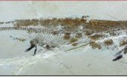 Il mare nella Pietra. I pesci fossili del Cretaceo del Salento
