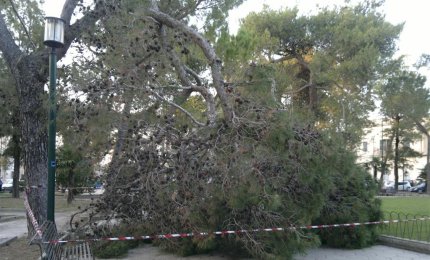 Crolla un pino, sfiorati un bambino e suo padre