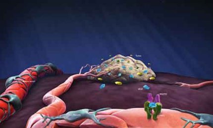 Un recettore degli endocannabinoidi controlla la crescita muscolare 