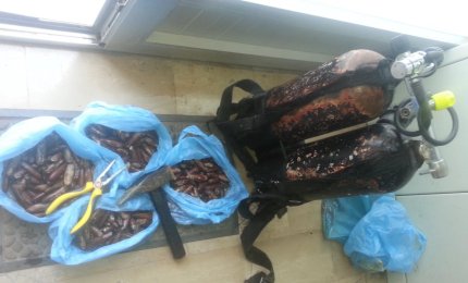 Arrestati due sub raccoglitori abituali di 'datteri di mare'