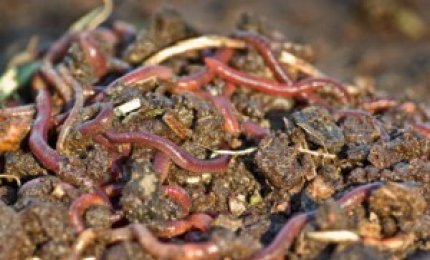 "Tanti piccoli impianti di compostaggio invece di tre grandi" 