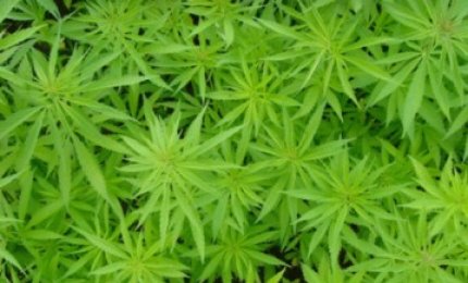 Cannabis, in Puglia sarà coltivabile per fini terapeutici