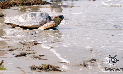 Le Caretta Caretta oggi tornano in mare