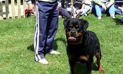 Bambina galatinese azzannata in casa da un rottweiler