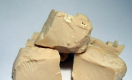 Il tumore 'unisce' lievito e uomo