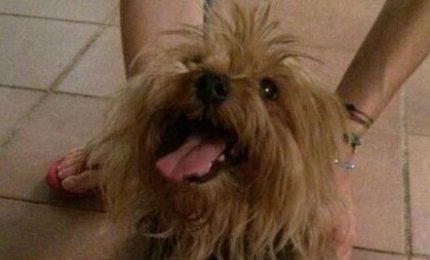 Cagnolina incinta trovata in via Liguria nella notte